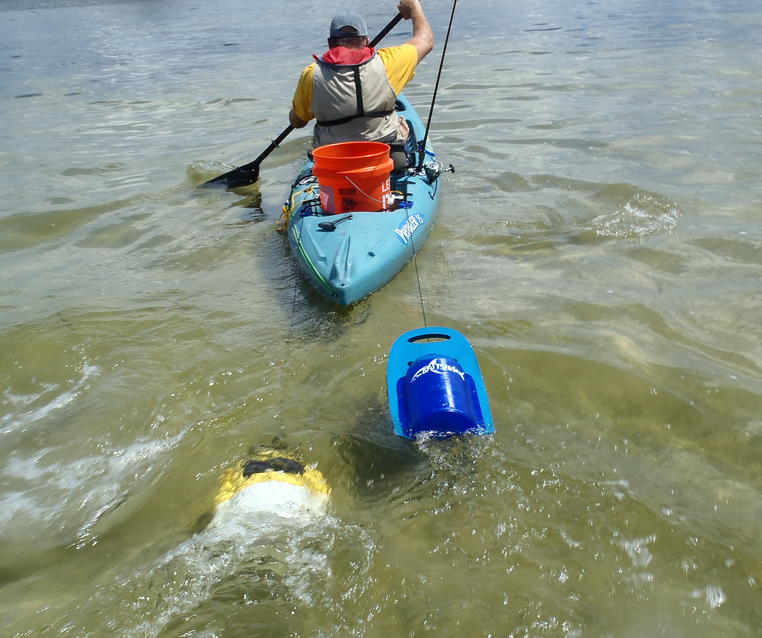 Yakkas for Live Bait in a Boat`s Livewell Stock Image - Image of